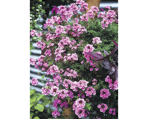 Plante de verveine fleurie dans le jardin