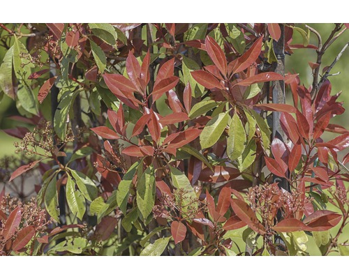 Photinia persistant avec des feuilles rouges et vertes.