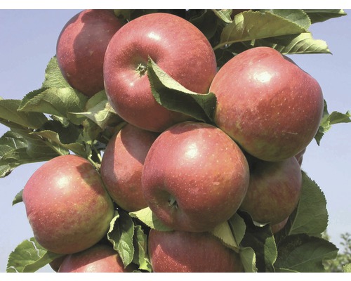 Apfel Säule RONDO(S) CO 10 120-140 cm Apfel Säule RONDO(S) CO 10 120-140 cm