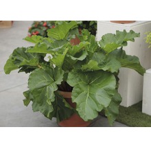 Rhabarberpflanze in einem Topf mit grossen grünen Blättern.