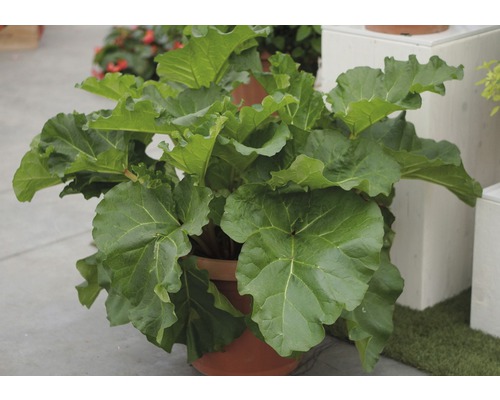 Rhabarberpflanze in einem Topf mit grossen grünen Blättern.