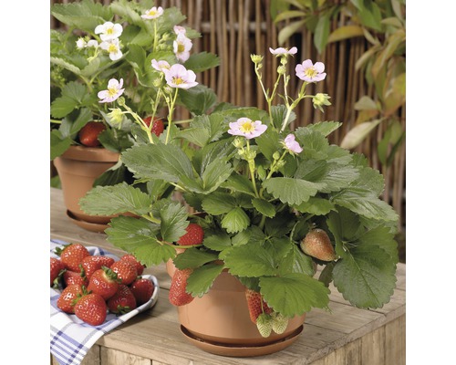 Plants de fraises en pots avec des fleurs et des fruits mûrs