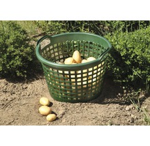 Grüner Kartoffelkorb gefüllt mit Kartoffeln im Garten