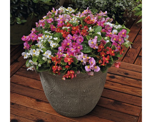 Bégonias dans un pot sur un plancher en bois