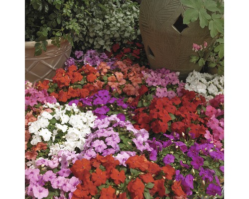 Parterre de fleurs avec différentes impatientes et pots décoratifs dans le jardin