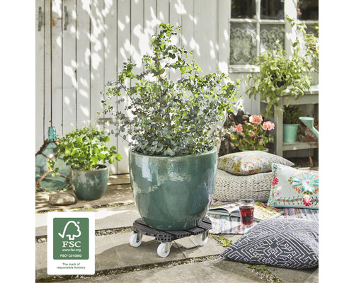 Plante dans un pot sur un chariot à plantes à l''extérieur