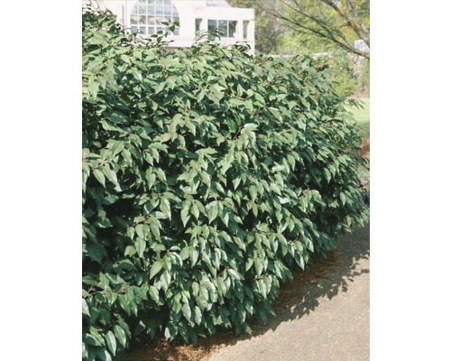 Portugiesischer Kirschlorbeer FloraSelf Prunus lusitanica H 80-100 cm Co 10 L Mindestbestellmenge 13 Stk. für ca. 5 m Hecke