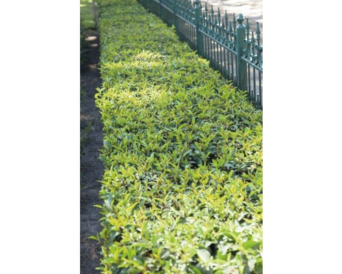 Haie verte à côté d''une clôture métallique dans le jardin