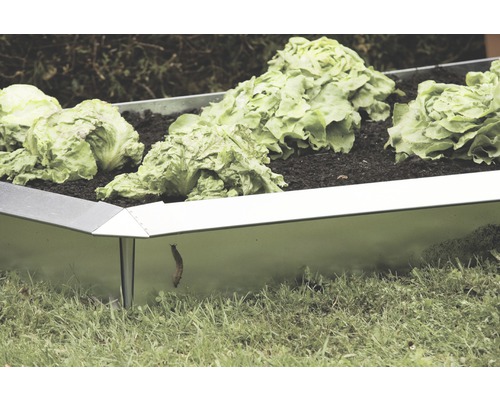 Jardinière surélevée en métal avec des plants de salade et une limace