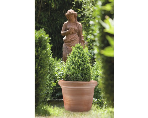 Gartenszene mit Buchsbaum in Terrakottatopf und Skulptur