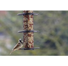 Spatz an mit Erdnüssen gefülltem Vogelfutterspender