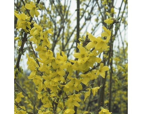 Nahaufnahme eines Forsythienstrauchs mit gelben Blüten