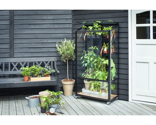 Serre avec plantes sur une terrasse à côté d''un banc.