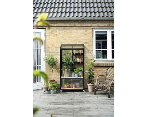 Étagère de serre avec plantes sur une terrasse