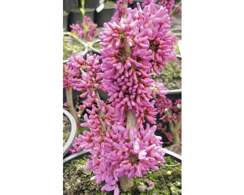 Arbre de Judée avec des fleurs roses dans un pot.