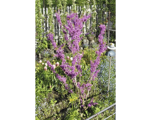 Gainier dans un jardin avec une clôture et des décorations