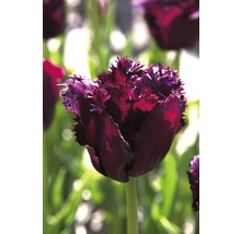 Nahaufnahme einer einzelnen dunklen Tulpe mit gefransten Blütenblättern