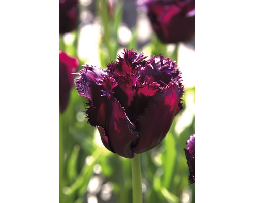 Gros plan d''une seule tulipe foncée aux pétales frangés