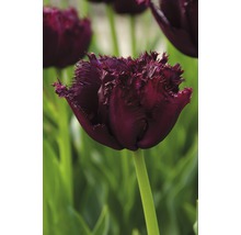 Nahaufnahme einer einzelnen Tulpe mit gefransten Blütenblättern