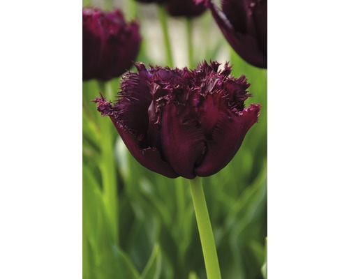 Gros plan d''une tulipe unique avec des pétales frangés