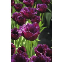 Nahaufnahme von gefiederten Tulpen im Gartenbeet