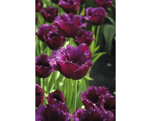 Gros plan de tulipes à plumes dans une plate-bande