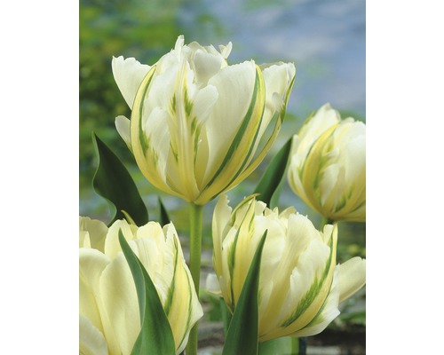 Gruppe von Tulpenblüten mit weiss-grünen Blütenblättern und grünen Stielen