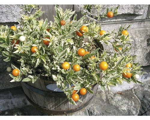 Nachtschattenpflanze in einem Holzfass