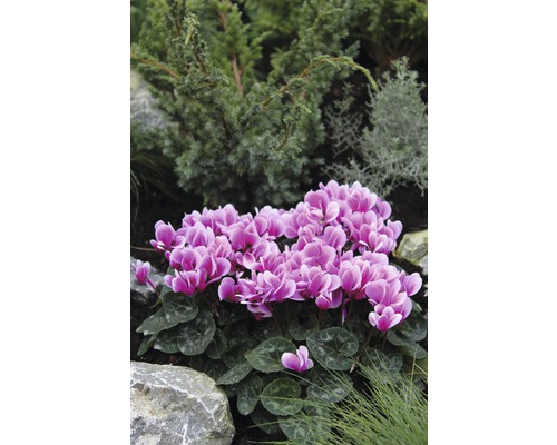 Groupe de cyclamens roses dans le jardin