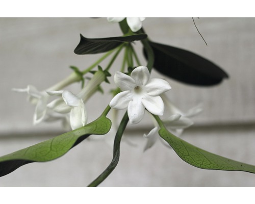 Nahaufnahme einer duftenden Sternjasminblüte mit Blättern