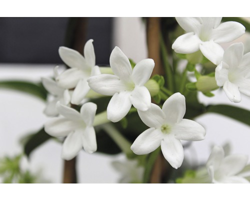 Nahaufnahme von blühendem Jasmin