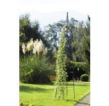 Vue de jardin avec support à plantes grimpantes en métal et plante grimpante