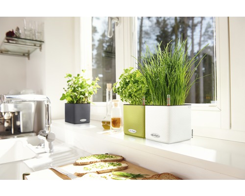 Küchenszene mit Kräutern in Pflanzgefäßen auf einer Fensterbank