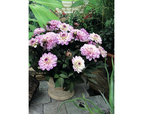 Dahlia avec des fleurs roses dans un pot