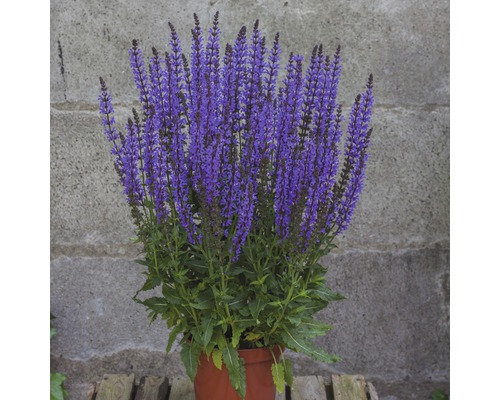 Plant de sauge en pot