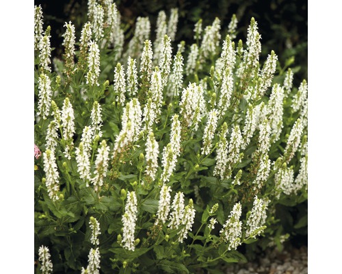 Plante de sauge fleurie dans le jardin
