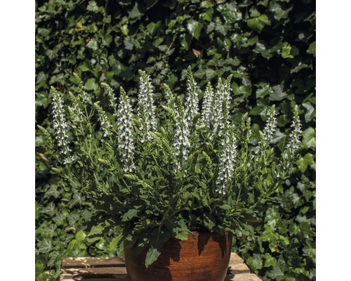 Plant de sauge avec des fleurs blanches dans un pot.
