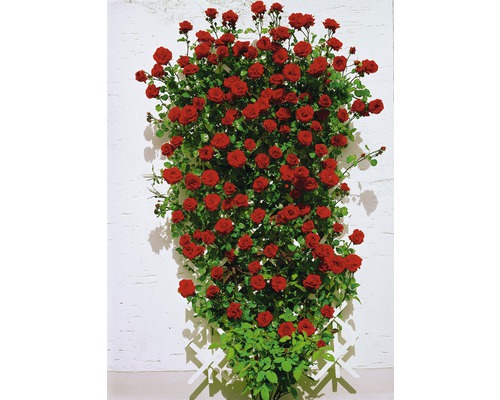 Rosier grimpant FloraSelf Rosa-Cultivars 'Kletter Mix' H 70-80 cm pot de 19 cm de Ø assorti