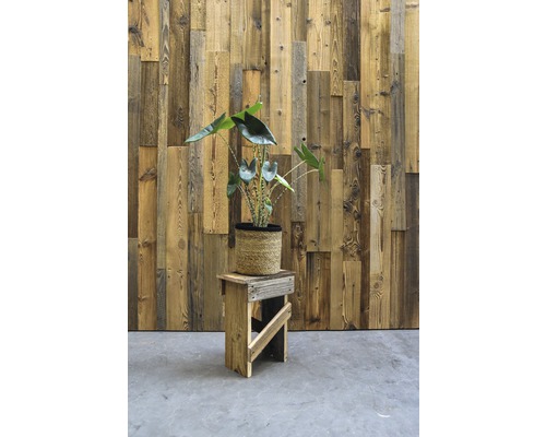 Plante d''intérieur décorative sur un tabouret en bois devant un mur en bois
