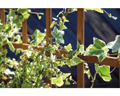 Tuteur en bois avec du lierre