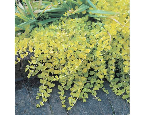 Lysimaque nummulaire à feuilles jaunes FloraSelf Lysimachia nummularia 'Aurea' h 5-15 cm Co 0,6 l