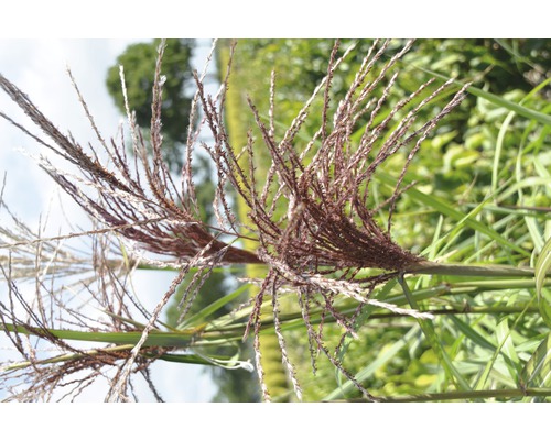 Nahaufnahme von Ziergras im Garten