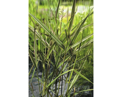 Alpiste roseau au feuillage coloré FloraSelf Phalaris arundinacea 'Picta' h 10-80 cm Co 0,6 l