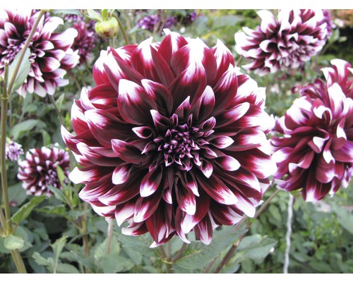 Nahaufnahme einer rot-weiß gestreiften Dahlie