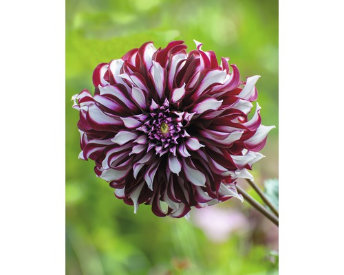 Nahaufnahme einer rot-weiss gestreiften Dahlie