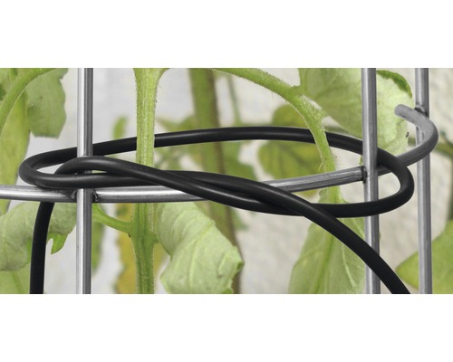 Plante fixée avec un lien pour plantes sur un treillis de support pour plantes