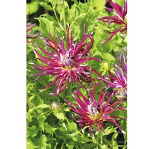 Nahaufnahme von Dahlienblüten im Garten