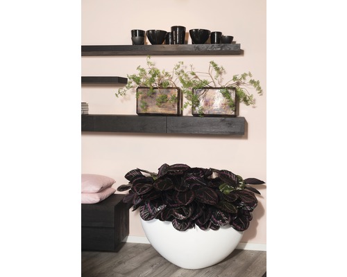 Espace de vie avec des étagères murales, des objets de décoration et des plantes d''intérieur dans des jardinières.