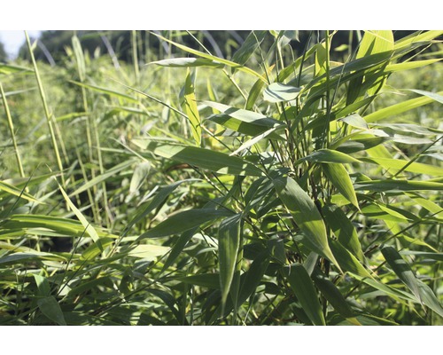 Bambuspflanze im Garten
