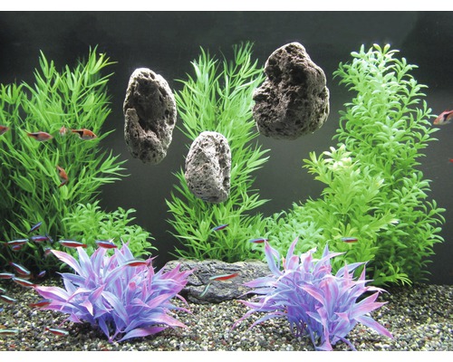 Aquarium avec plantes et pierres comme décoration et poissons